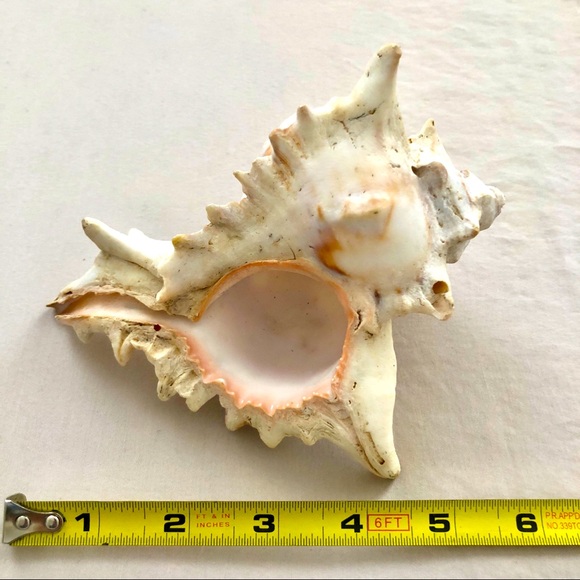 Sea shell - Picture 3 of 4